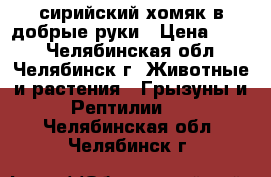 сирийский хомяк в добрые руки › Цена ­ 300 - Челябинская обл., Челябинск г. Животные и растения » Грызуны и Рептилии   . Челябинская обл.,Челябинск г.